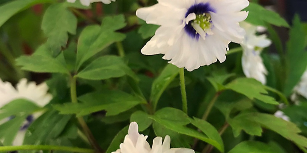 Hoo House Nursery Anemone nemorosa 'Blue Eyes'